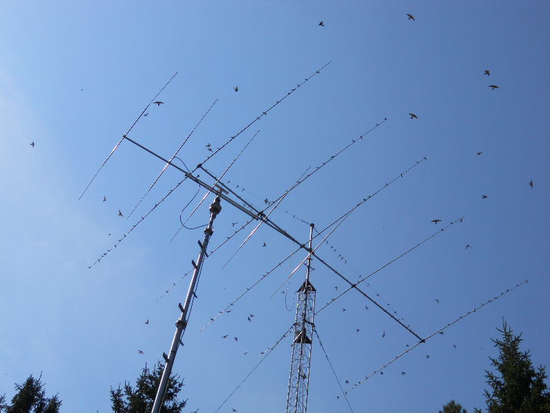 Swallow birds (Hirundo rustica) on top of our antenna!